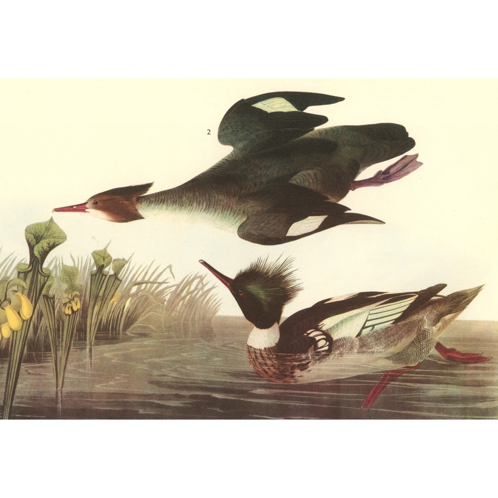 Vtg 1941 Audubon Red Breasted Merganser Bird Art Print Waterfowl Wildlife Decor